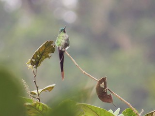 アオフタオハチドリ - eBird