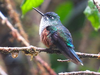 アオフタオハチドリ - eBird