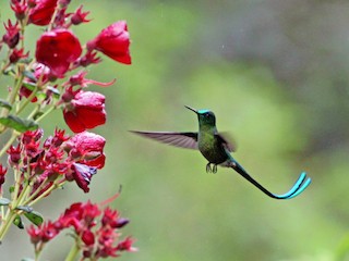 Long-tailed Sylph - eBird