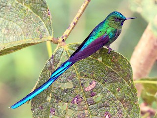  - Long-tailed Sylph