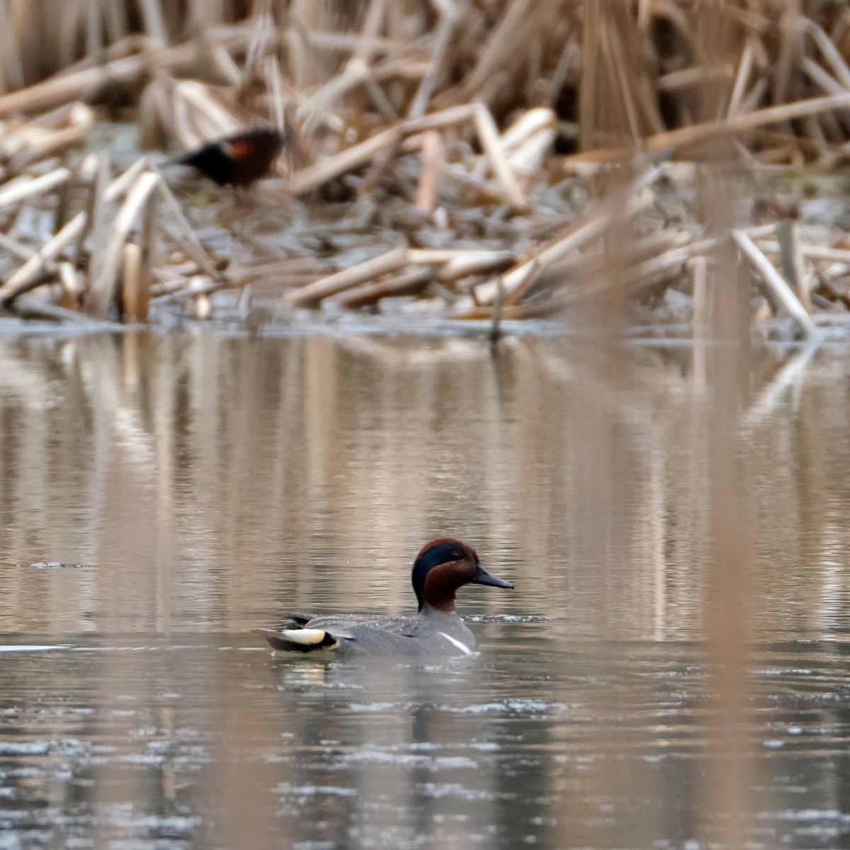 Green-winged Teal - ML566502791