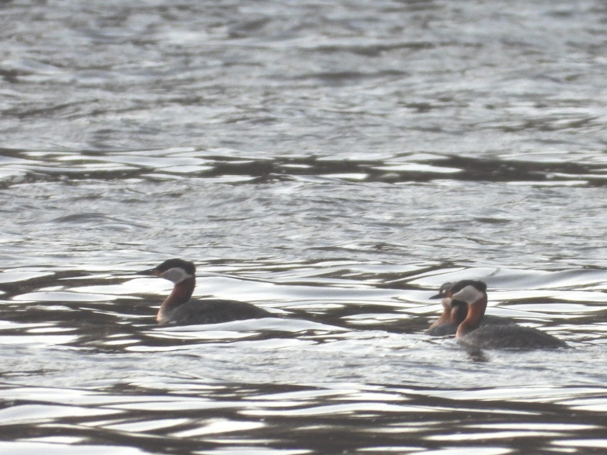 Red-necked Grebe - ML566510641