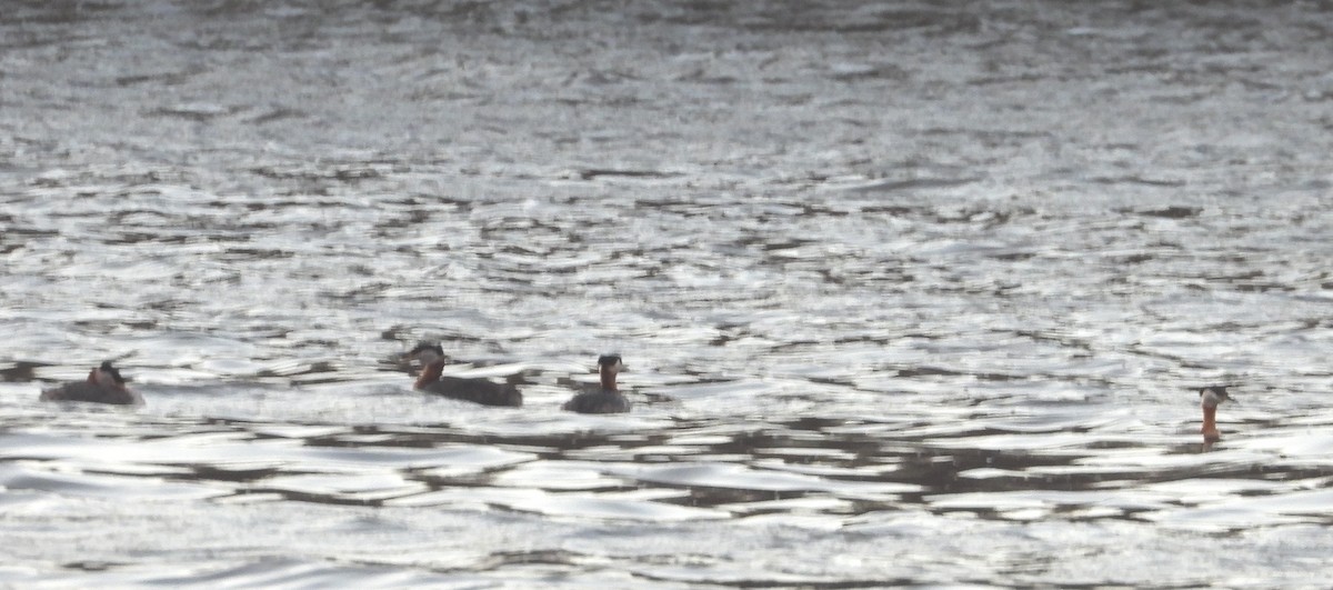 Red-necked Grebe - ML566510661