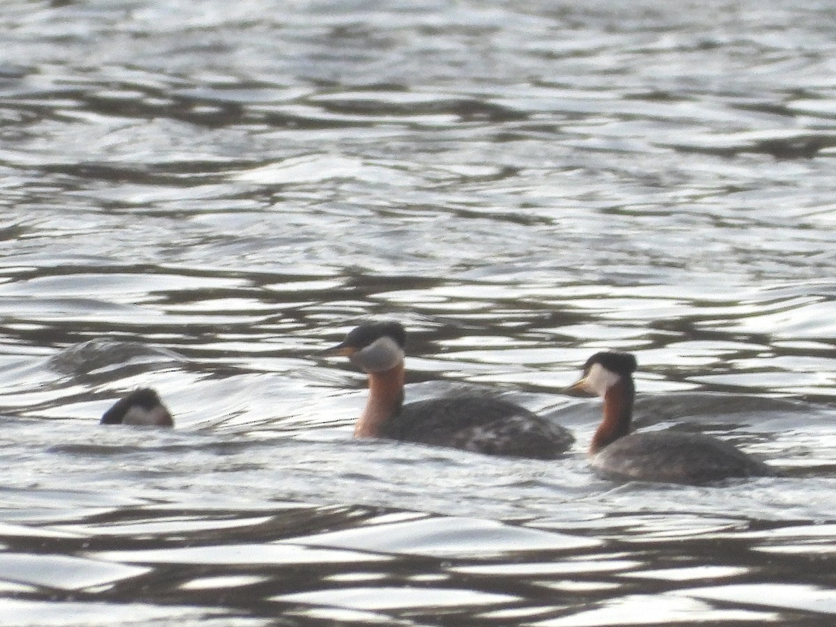 Red-necked Grebe - ML566510671
