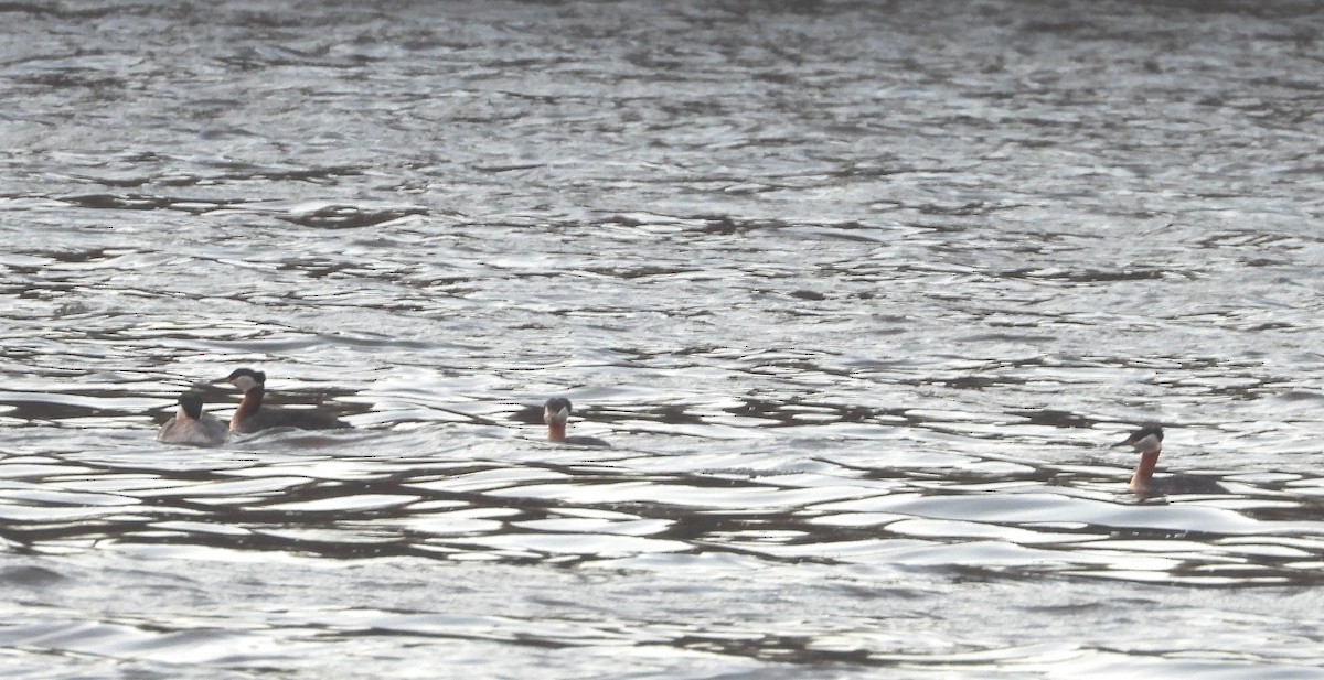 Red-necked Grebe - ML566510681