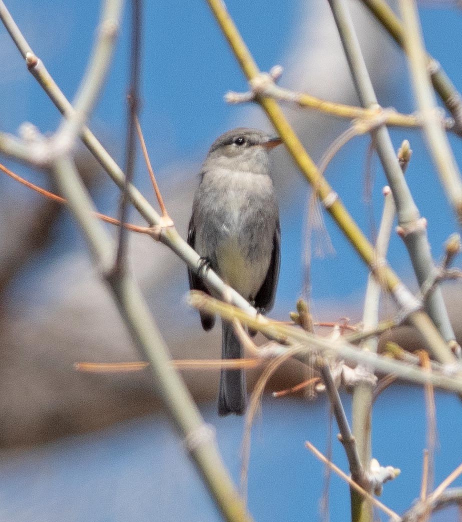 eBird Checklist 3 May 2023 Chatfield SPUpstream of Kingfisher Bridge (East) 11 species