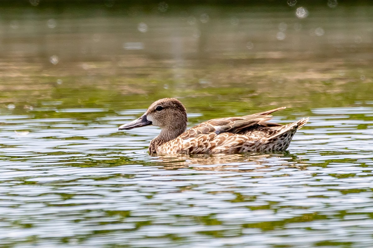 Blue-winged Teal - ML566516081