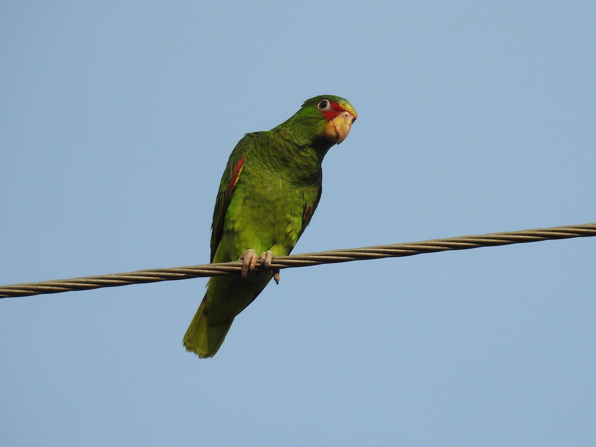 White-fronted Parrot - ML566516131