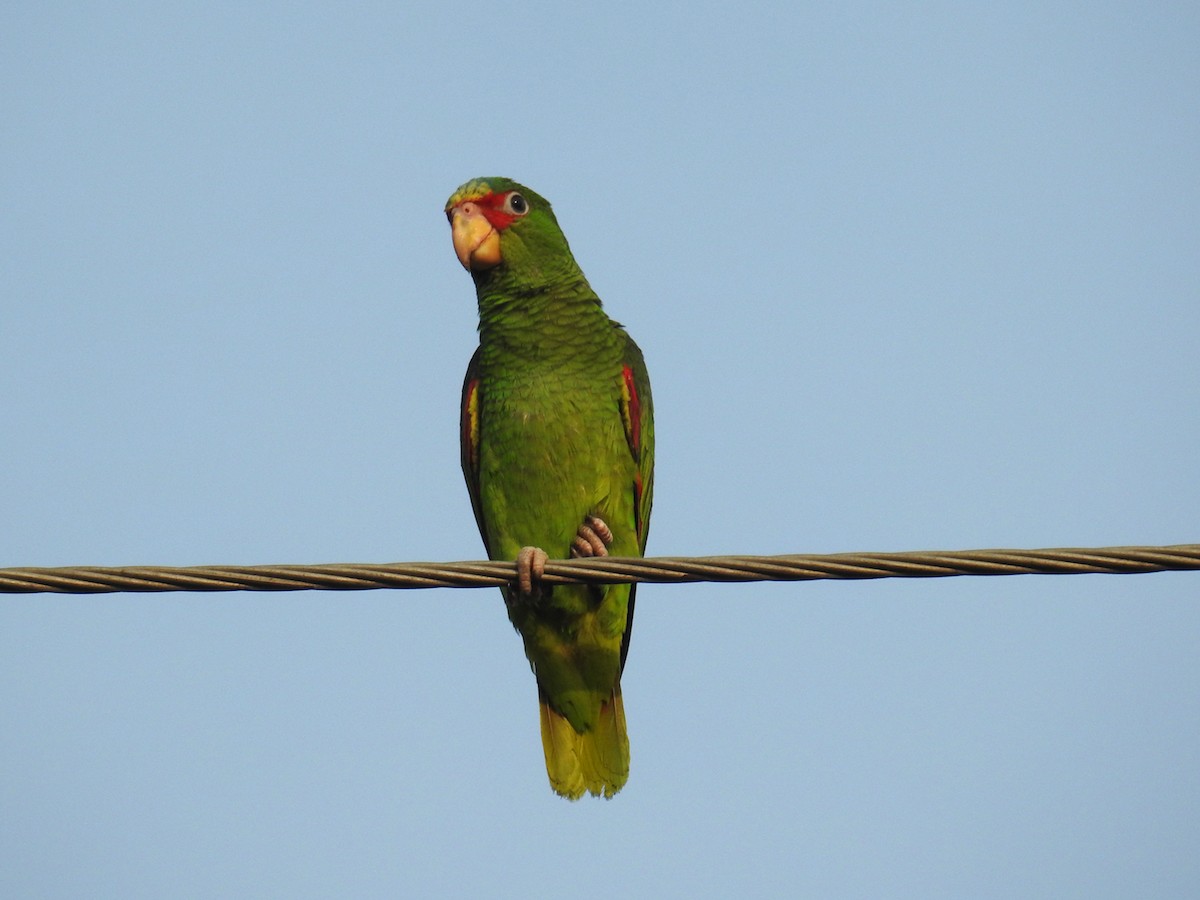 White-fronted Parrot - ML566516141