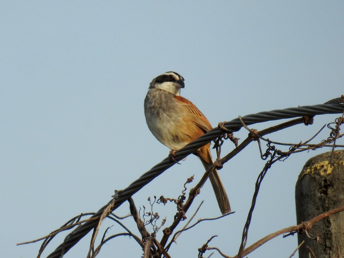 Stripe-headed Sparrow - ML566516361