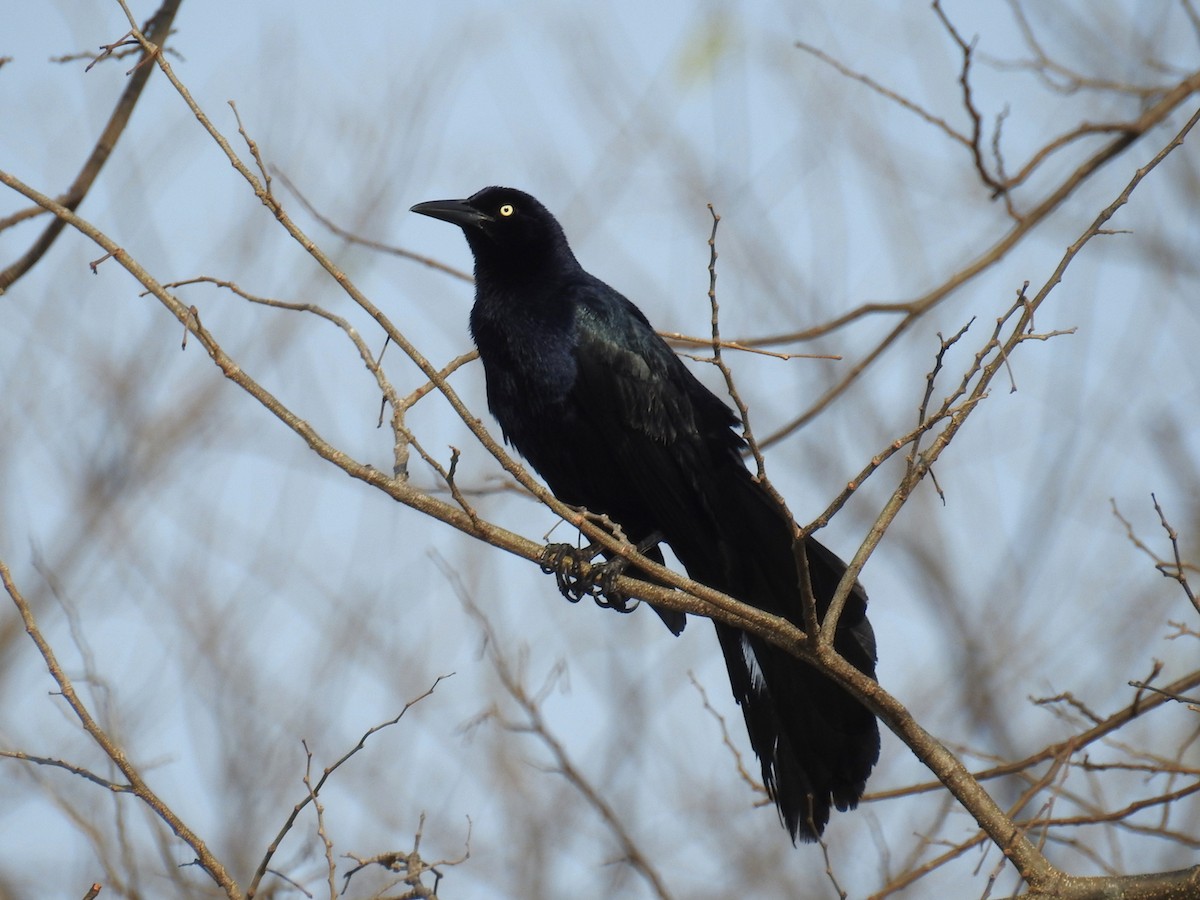 Great-tailed Grackle - ML566516481