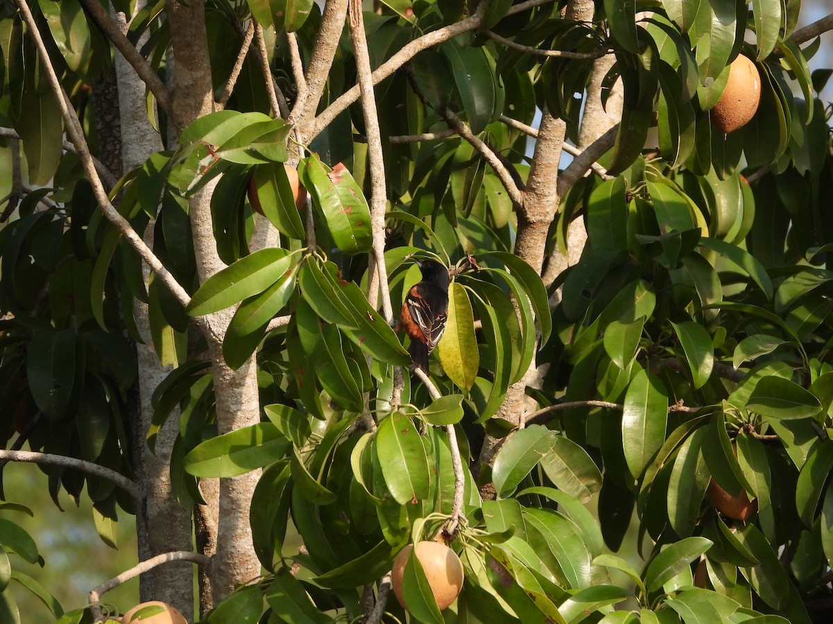 Orchard Oriole - ML566519531