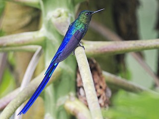 Adult male - Joshua Vandermeulen - ML56652071