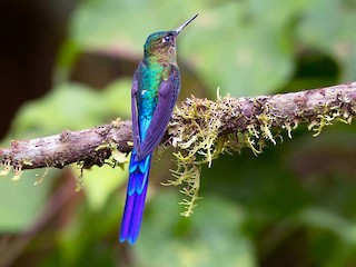 Adult male - Suzanne Labbé - ML56652091