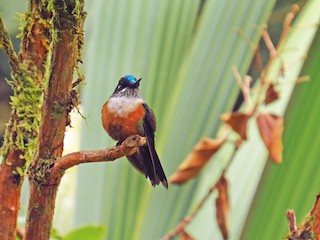 Fêmea - Jorge Muñoz García   CAQUETA BIRDING - ML56652101