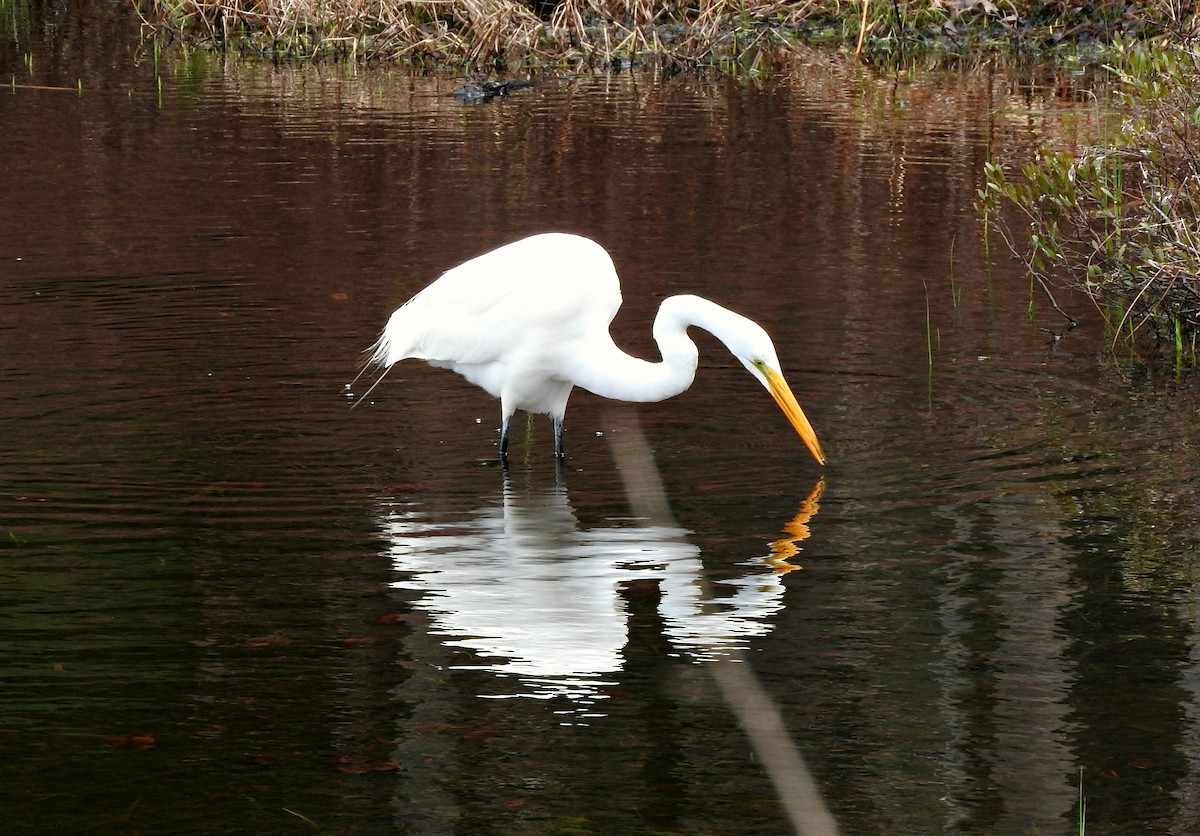 Great Egret - Mary Alley
