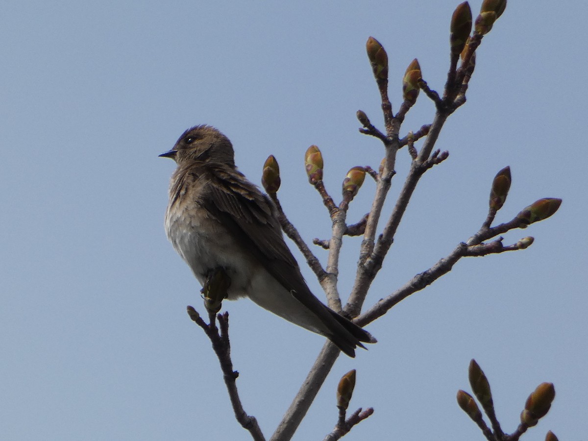 Northern Rough-winged Swallow - Marieta Manolova