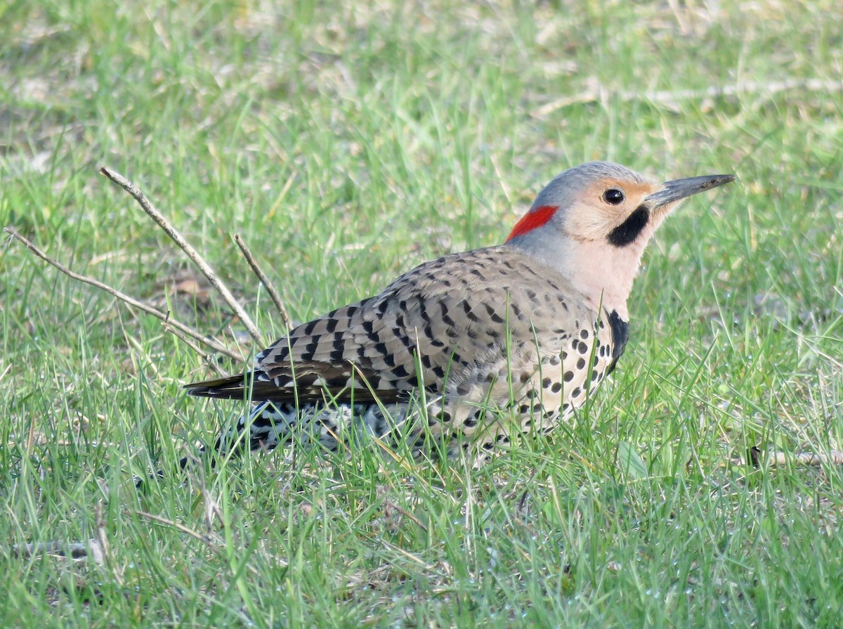 Northern Flicker (Yellow-shafted) - Mark A. Brogie
