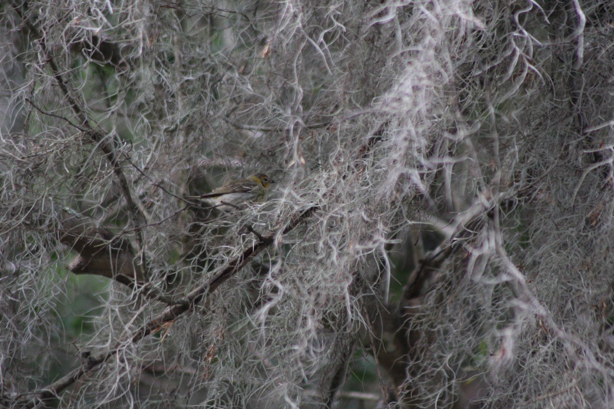 Cape May Warbler - ML566531801