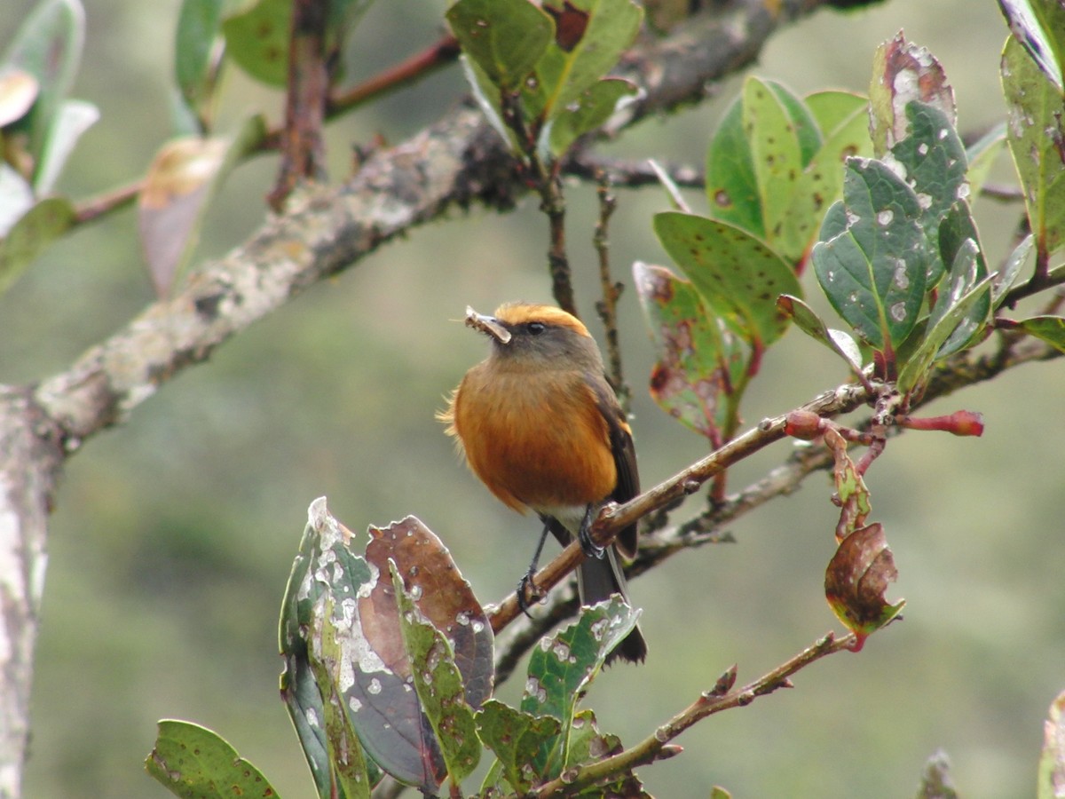 Rufous-browed Chat-Tyrant - Luis Garcia