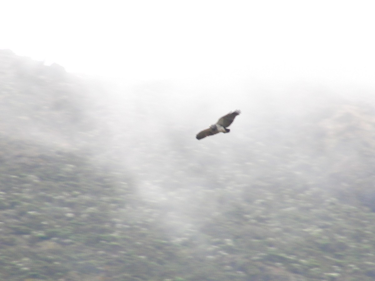 Black-chested Buzzard-Eagle - Luis Garcia