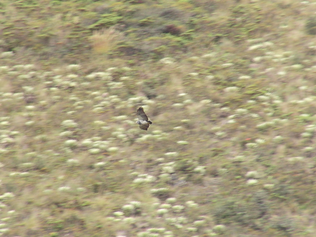Black-chested Buzzard-Eagle - Luis Garcia