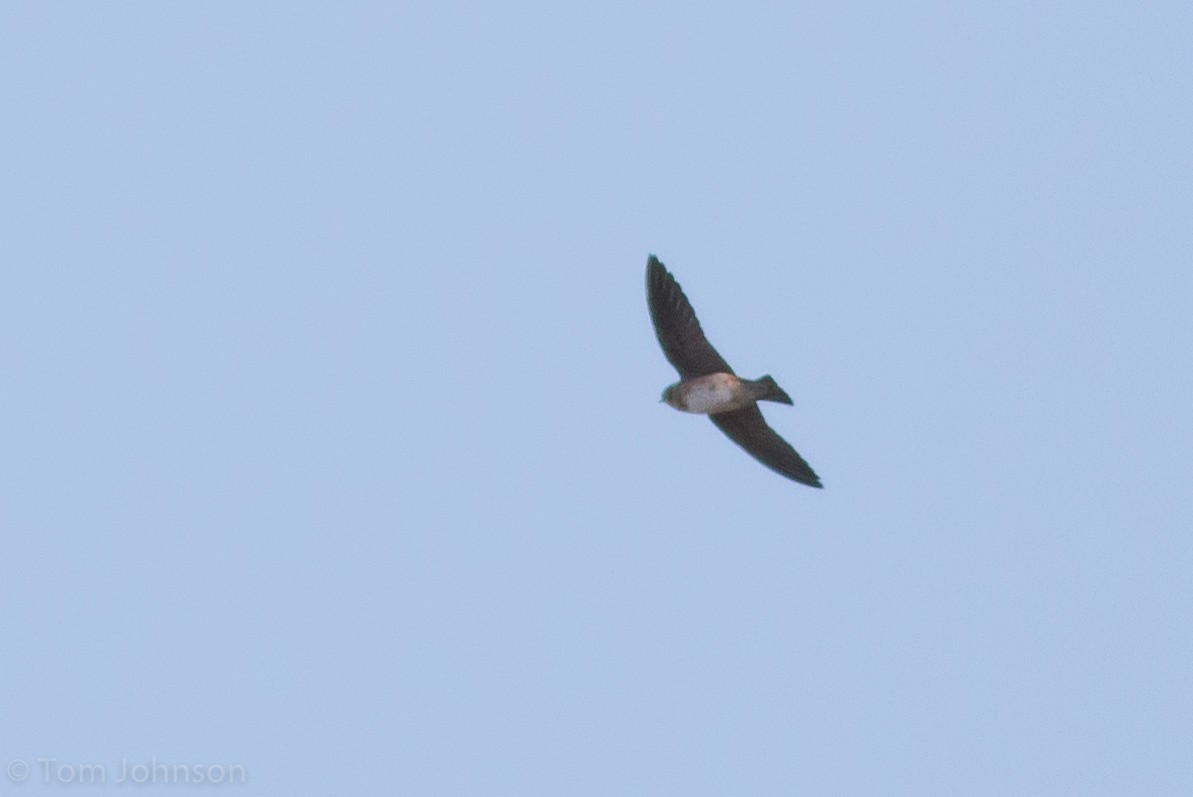 Cave Swallow - ML56653611