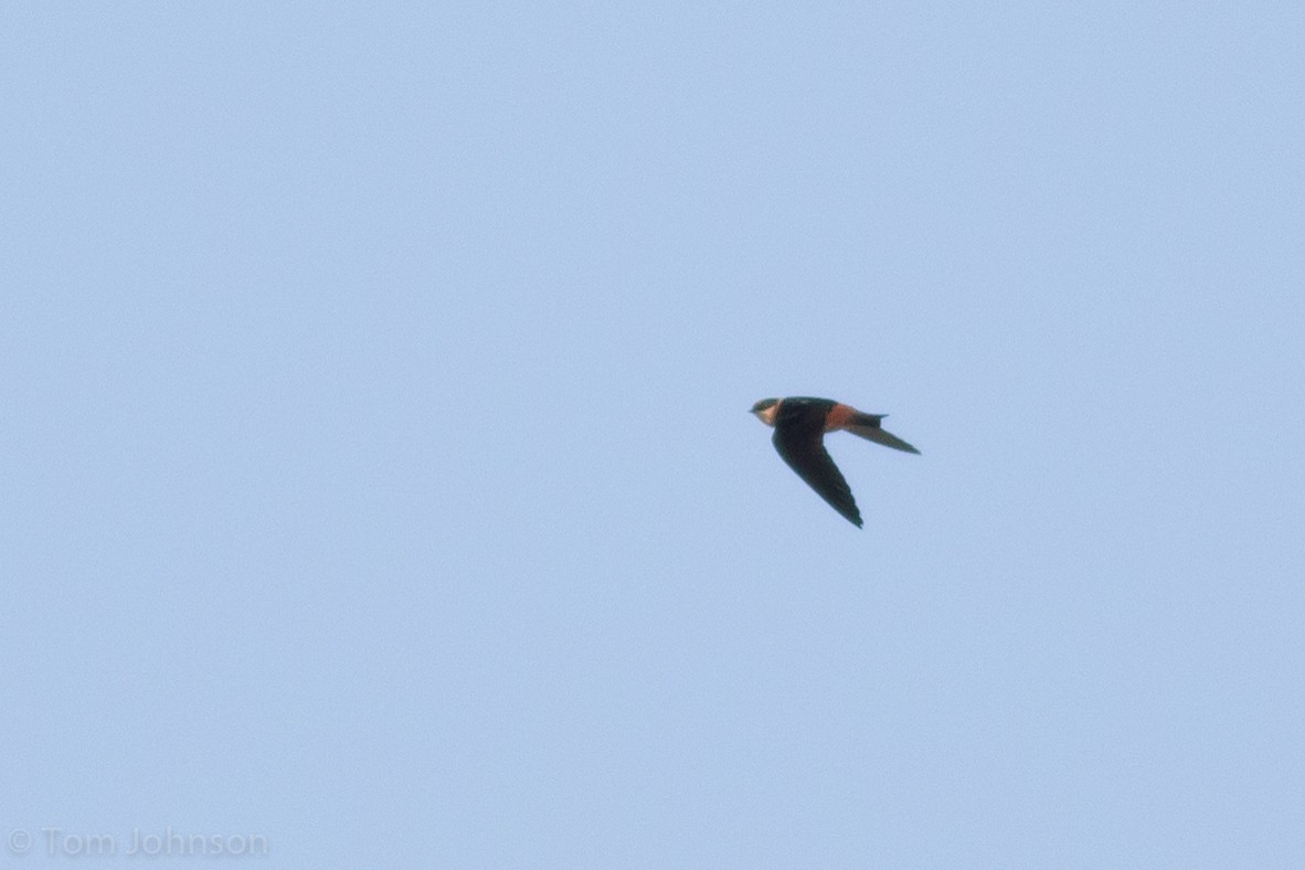 Cave Swallow - ML56653621