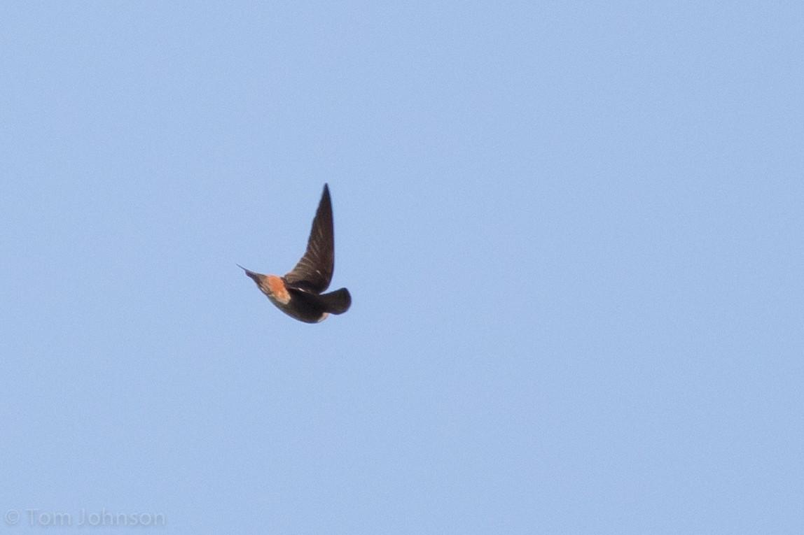 Cave Swallow - ML56653631