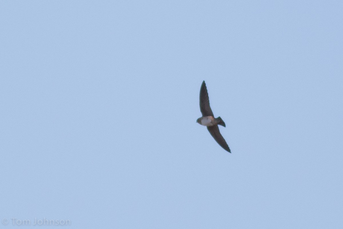 Cave Swallow - ML56653641