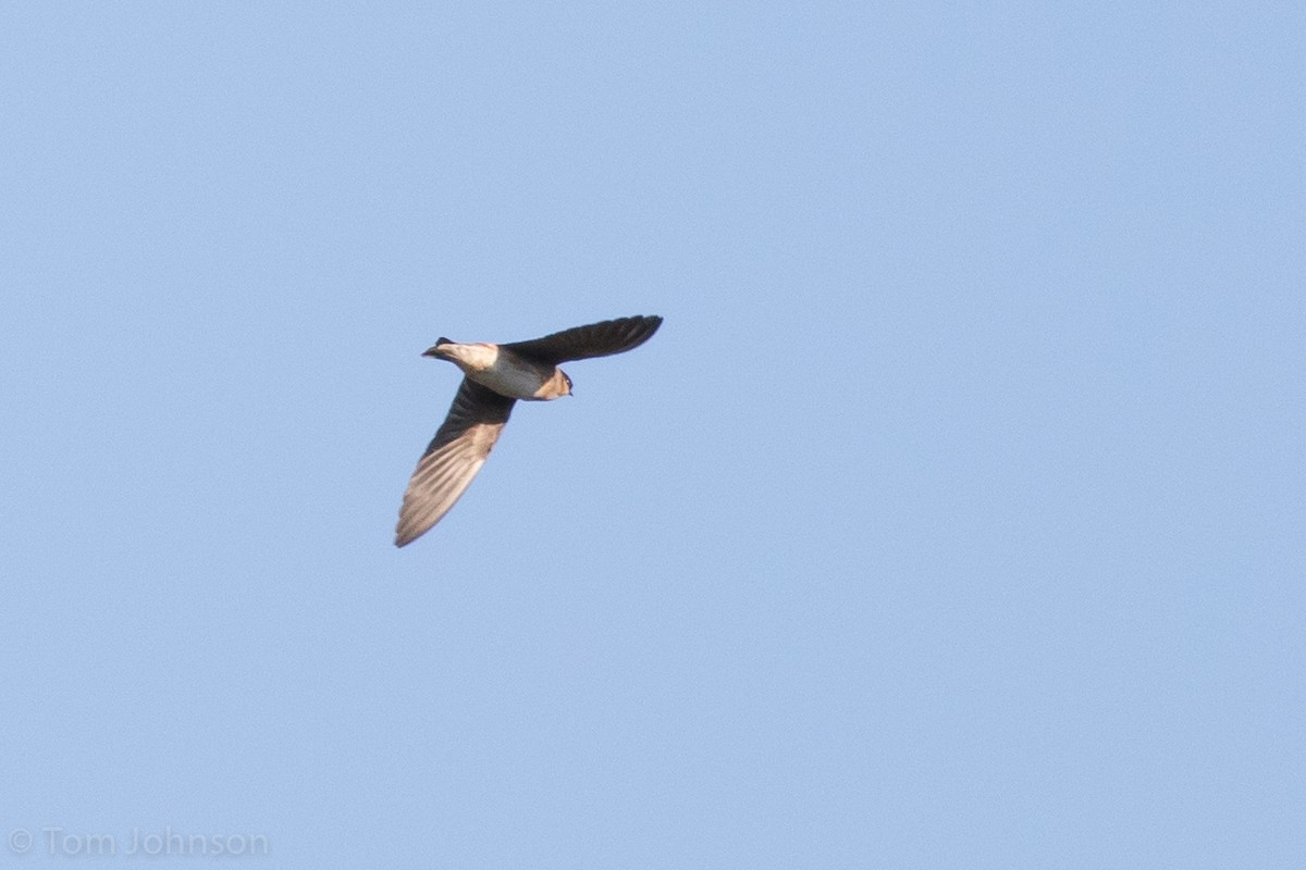 Cave Swallow - ML56653661