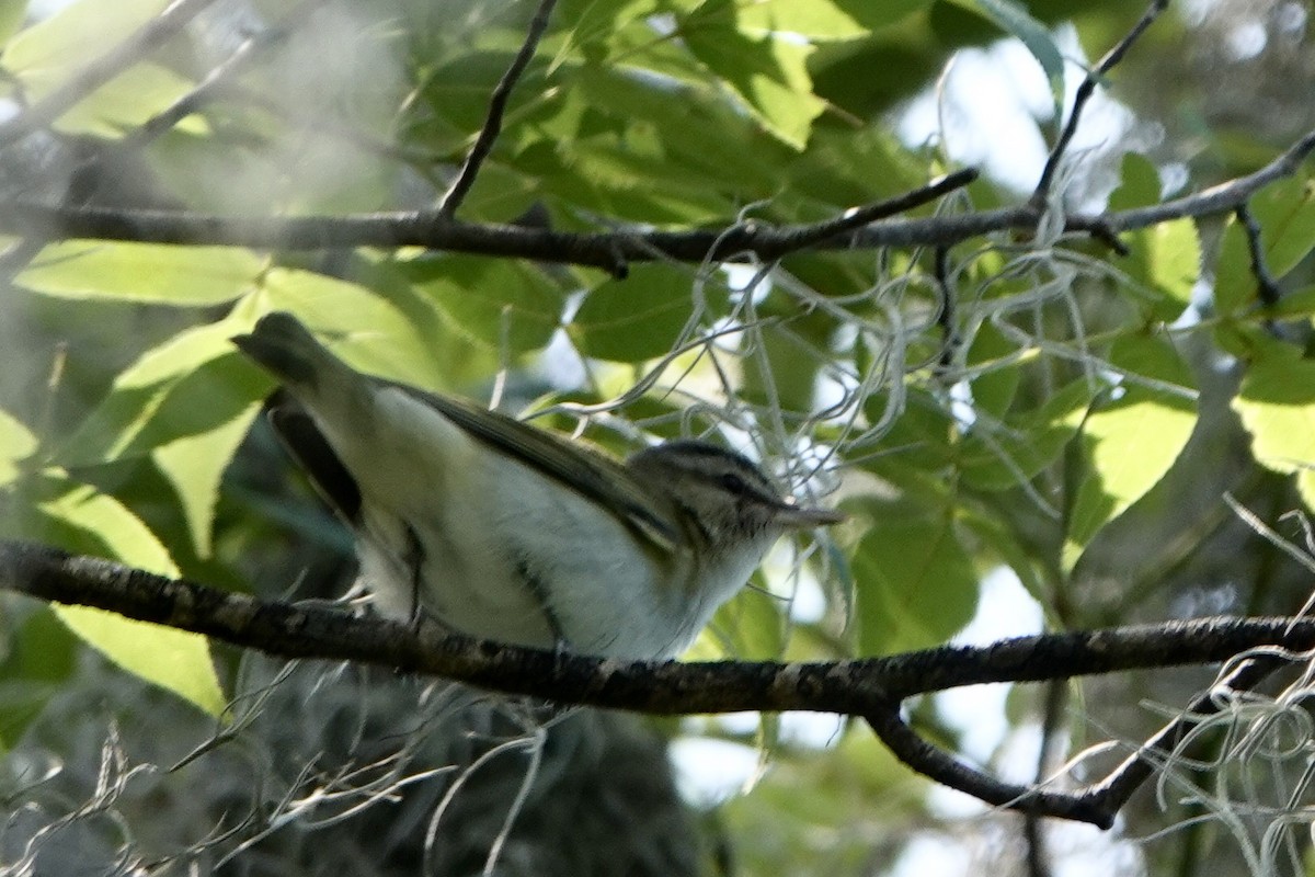 rødøyevireo - ML566540761