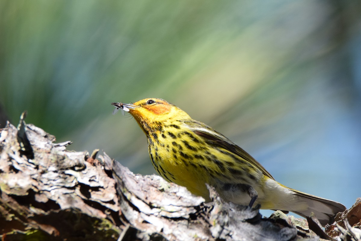 Cape May Warbler - ML56654211