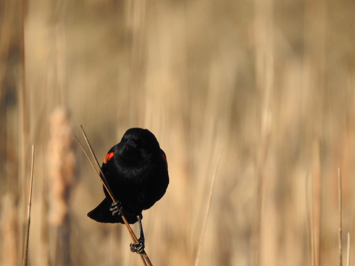 Red-winged Blackbird - ML566542351