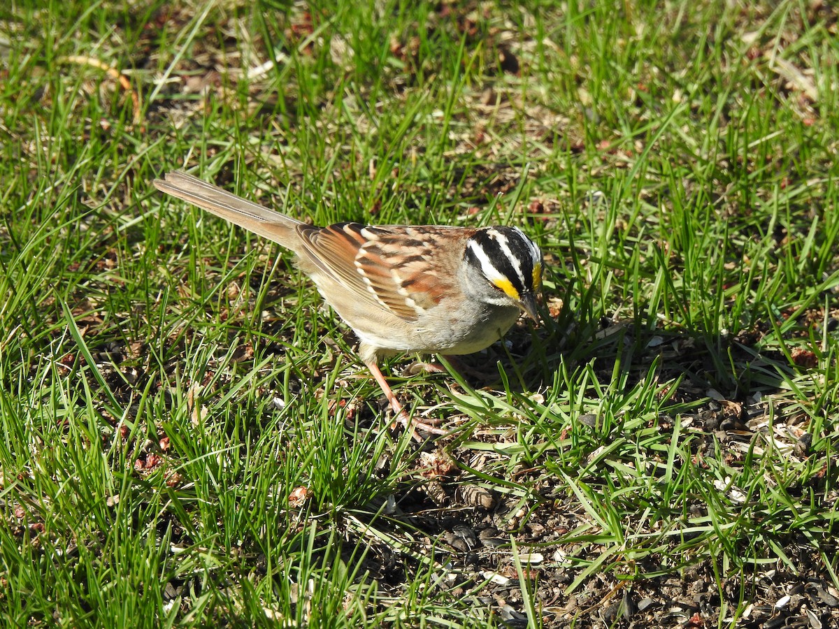 White-throated Sparrow - ML566544321
