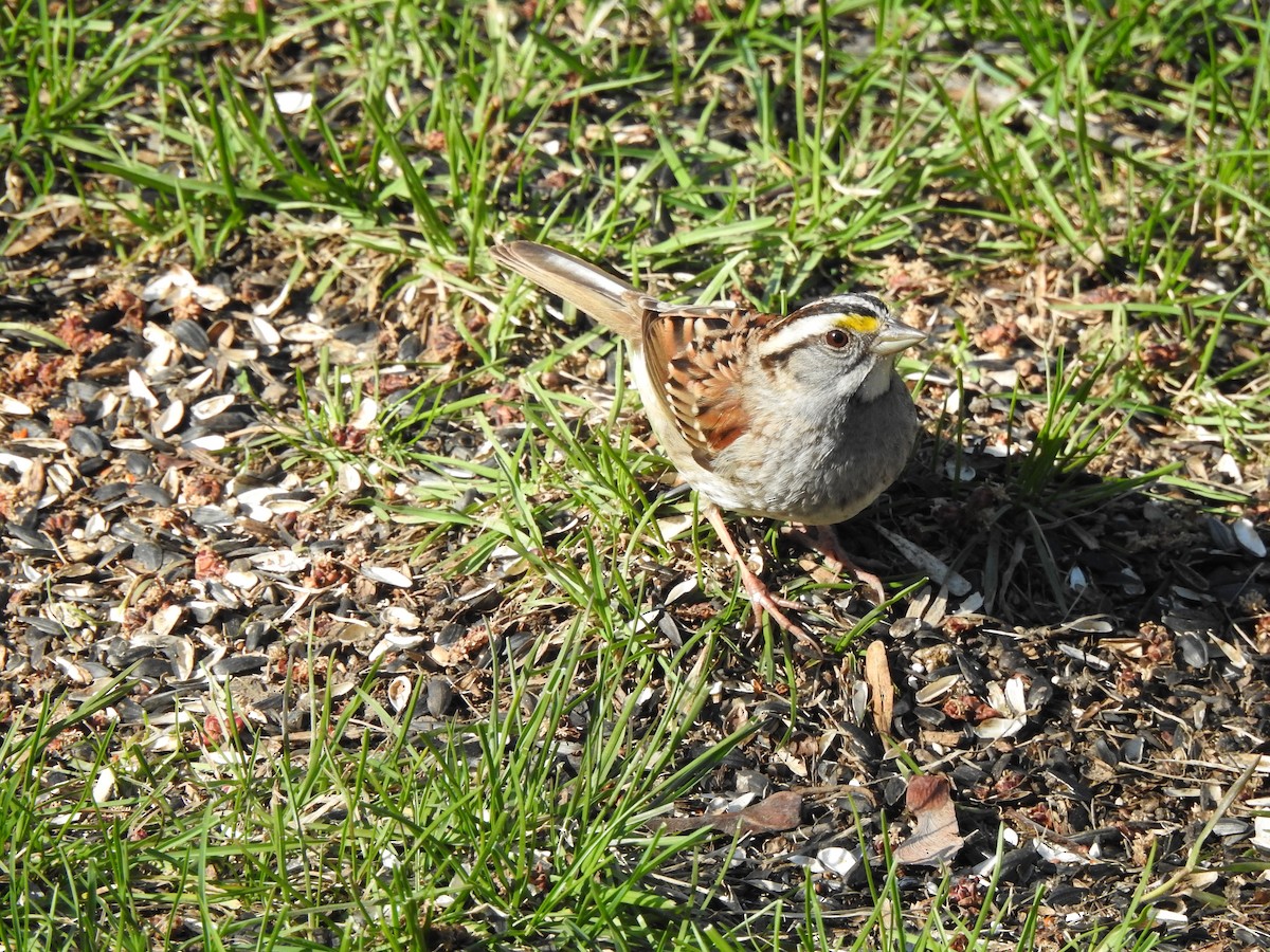 White-throated Sparrow - ML566544361