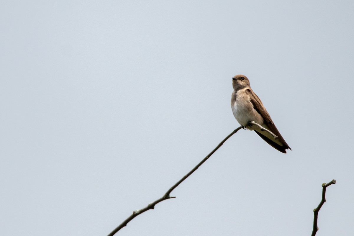 Northern Rough-winged Swallow - Sam Denenberg
