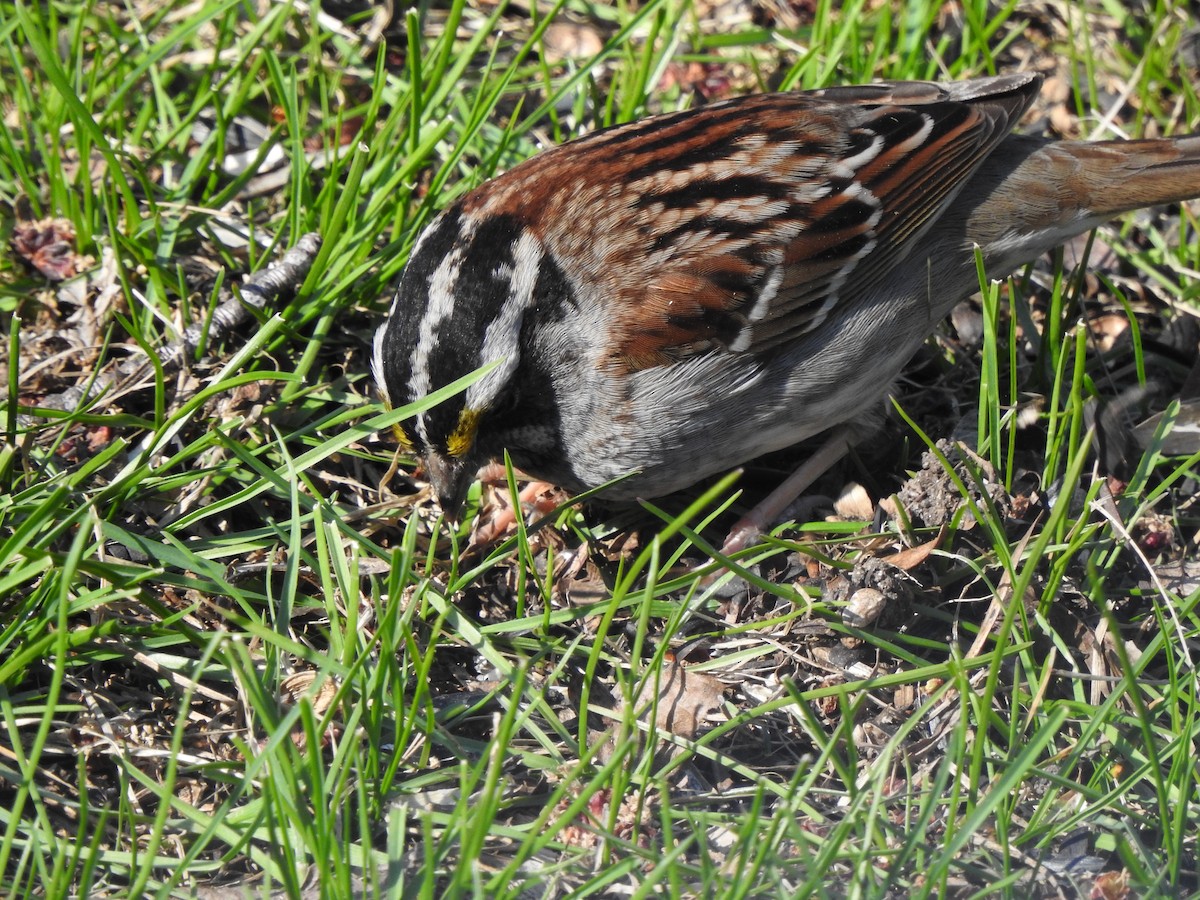 White-throated Sparrow - ML566544441