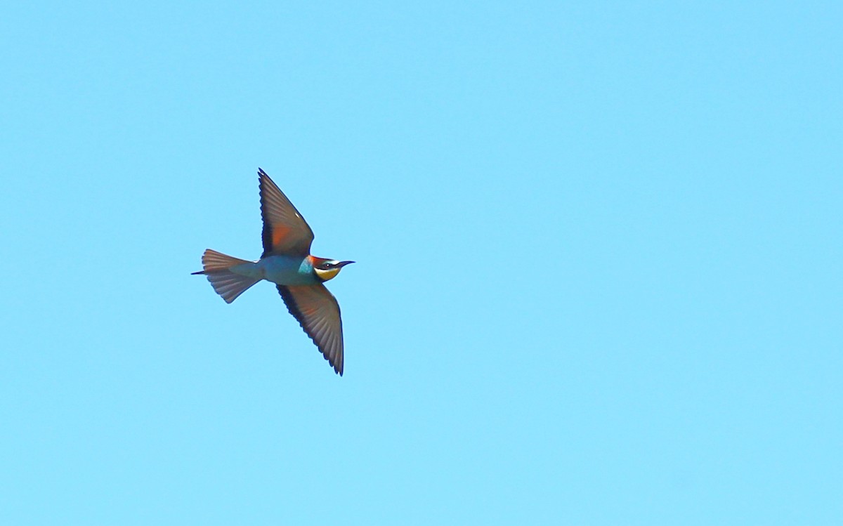 European Bee-eater - ML566547351