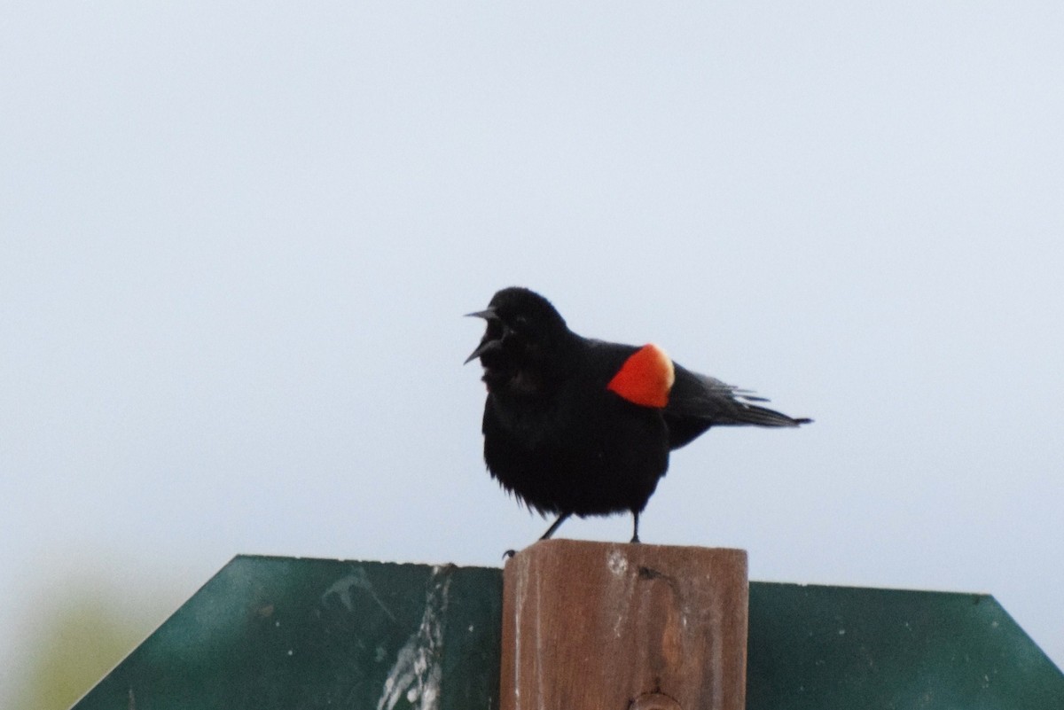 Red-winged Blackbird - irina shulgina
