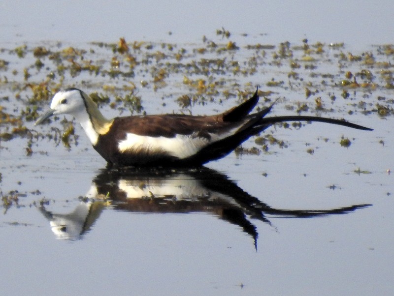 Pheasant-tailed Jacana - Rajaneesh  Ghadi