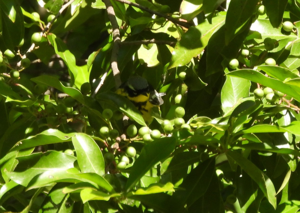 Magnolia Warbler - ML566551641
