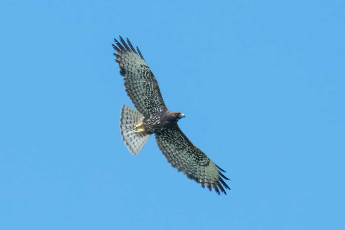 Short-tailed Hawk - ML566552151