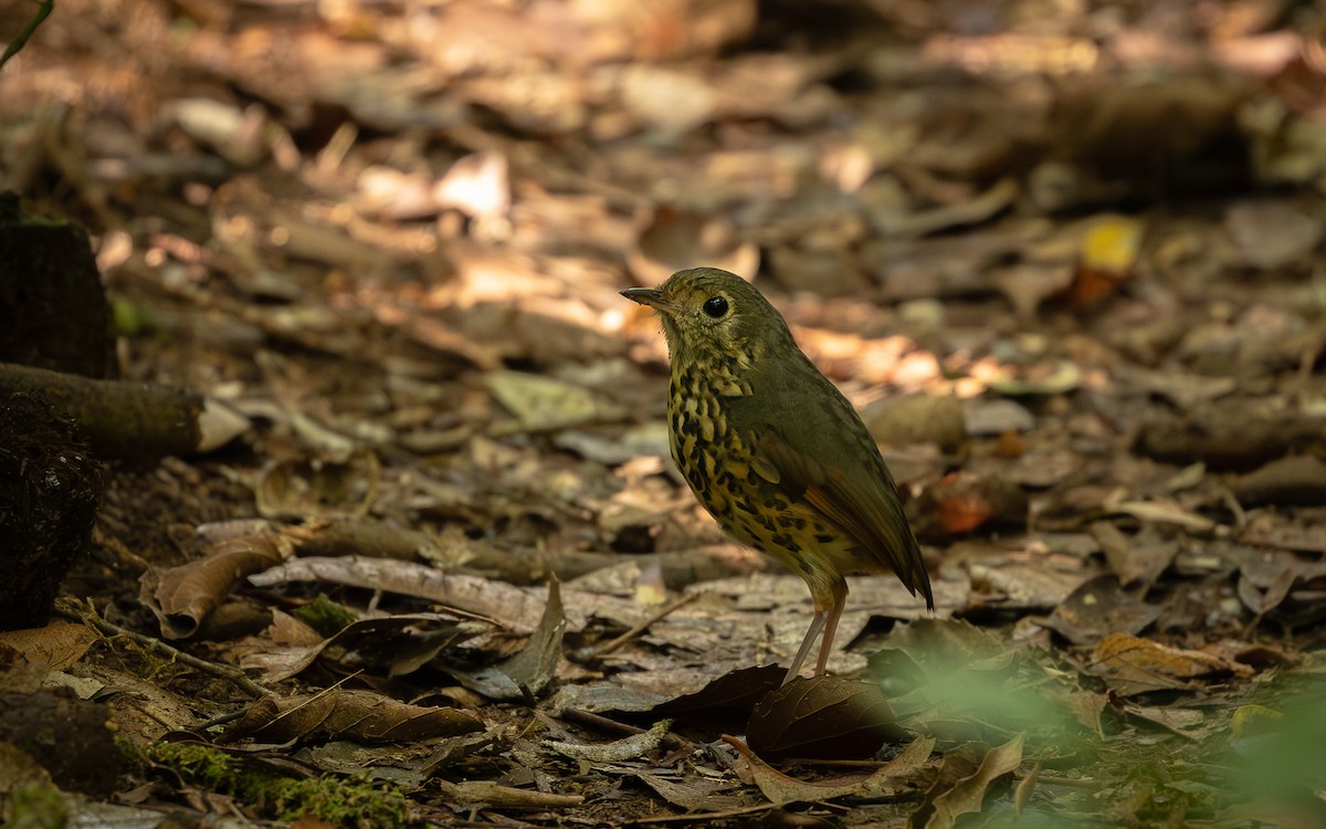Speckle-breasted Antpitta - ML566552791