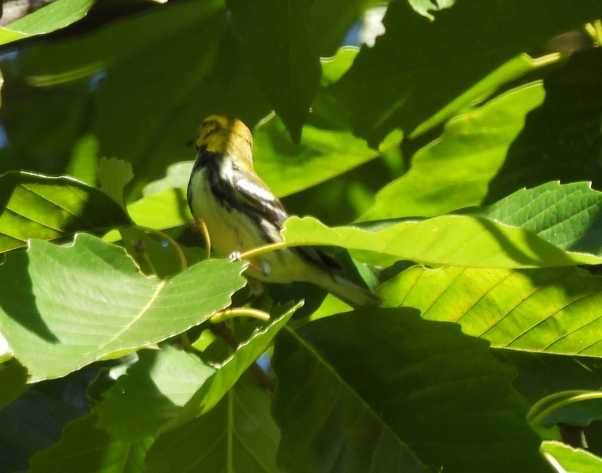 Black-throated Green Warbler - Robert Baker