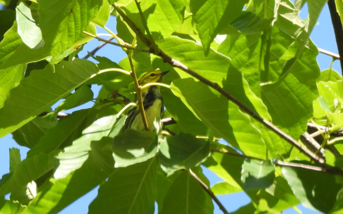 Black-throated Green Warbler - ML566553611