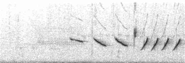 Oriole des vergers - ML56655431