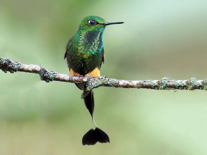 Booted Racket-tail - Carlos Calle Quispe