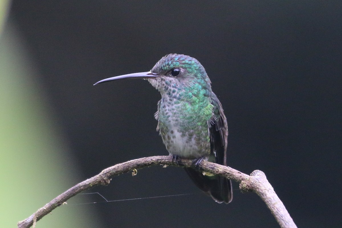 Many-spotted Hummingbird - ML566554771