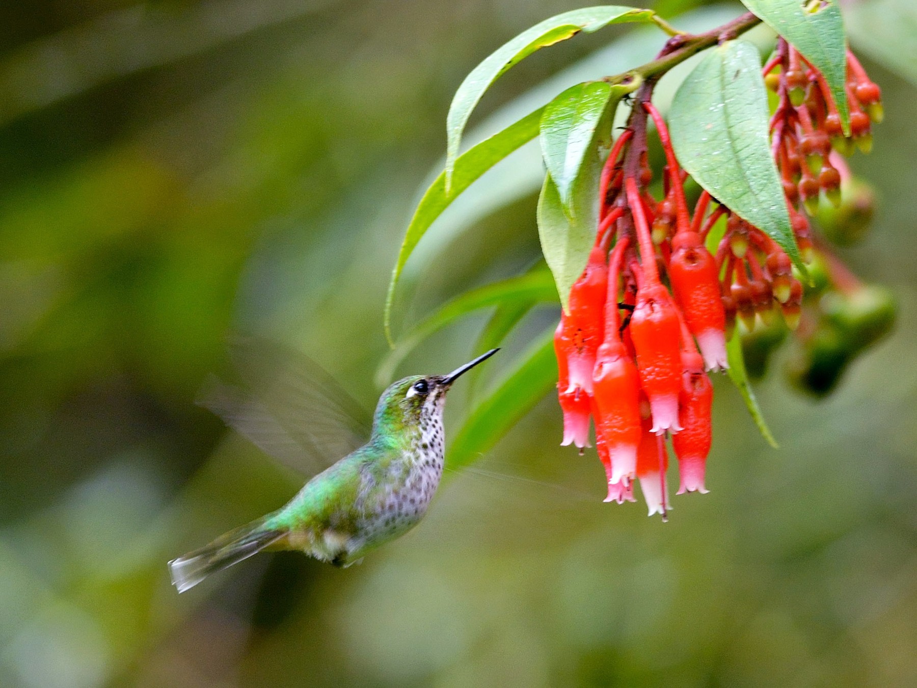 White-booted Racket-tail - Neil Diaz